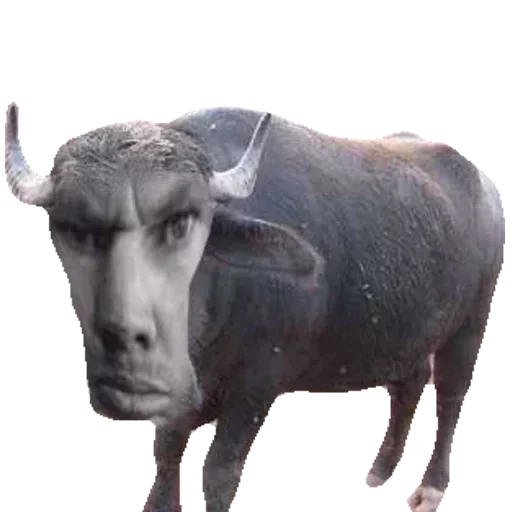 cattle bull ox