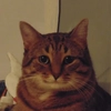 (^ ◕ᴥ◕ ^) (^ ◕ᴥ◕ ^) -