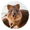 Quokka (@pt_stickers) Quokka (@pt_stickers) - млекопитающее