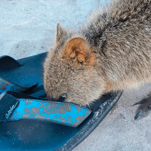 ground ground mammal snow