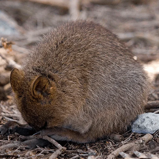 animal animal outdoor mammal