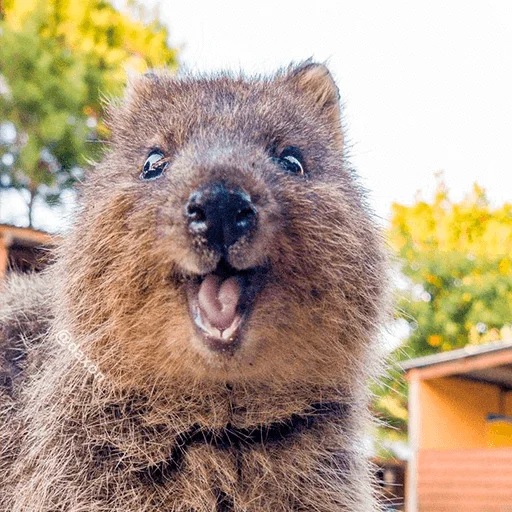 outdoor outdoor animal mammal