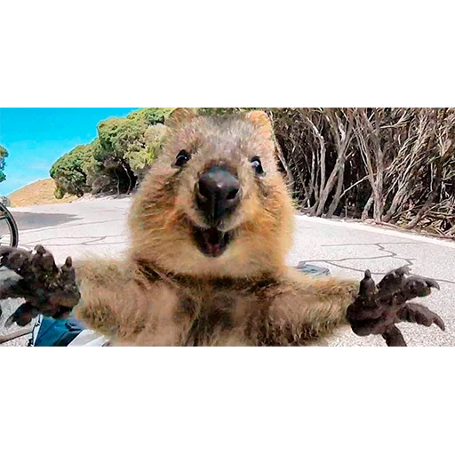 mammal mammal animal outdoor