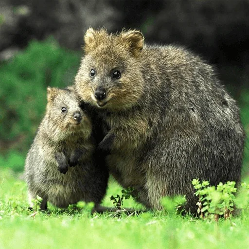 animal animal mammal grass