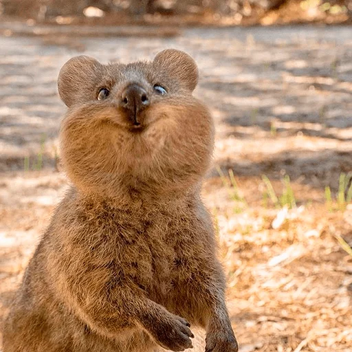animal animal mammal outdoor