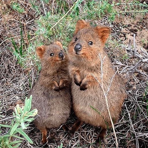 mammal mammal animal outdoor