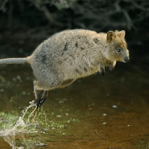 animal animal mammal outdoor