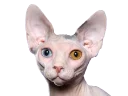 Стикер Сфинкс - 7