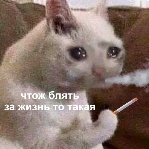домашняя кошка домашняя кошка животное млекопитающее