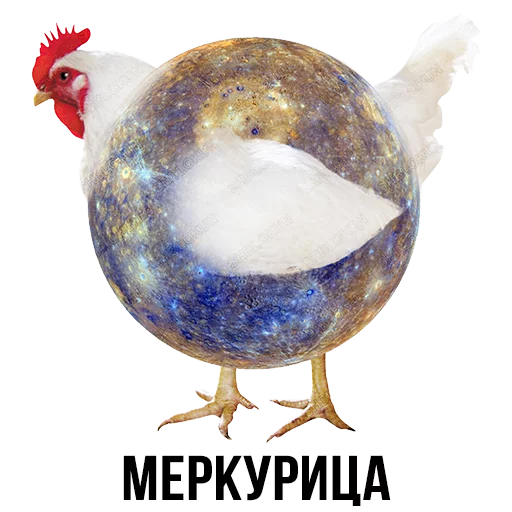 gallinaceous bird gallinaceous bird animal poultry