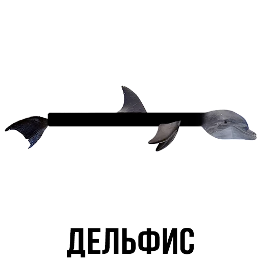 text text fish animal