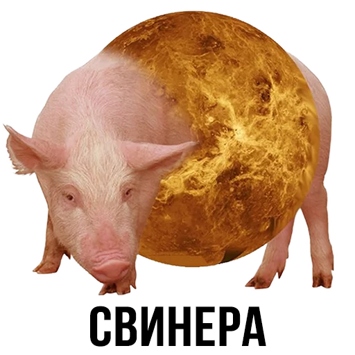 animal animal mammal swine