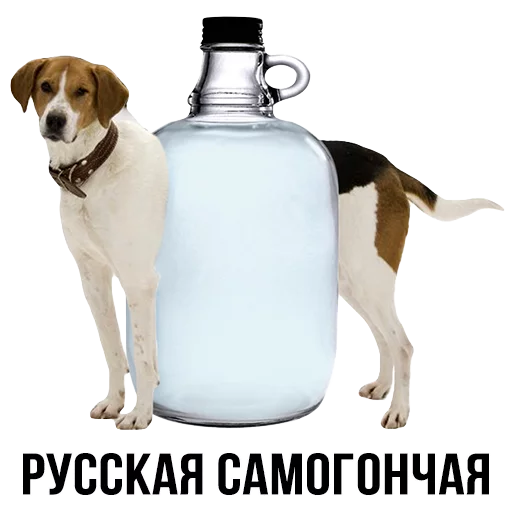animal animal bottle dog
