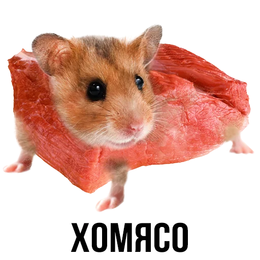 mammal mammal animal hamster