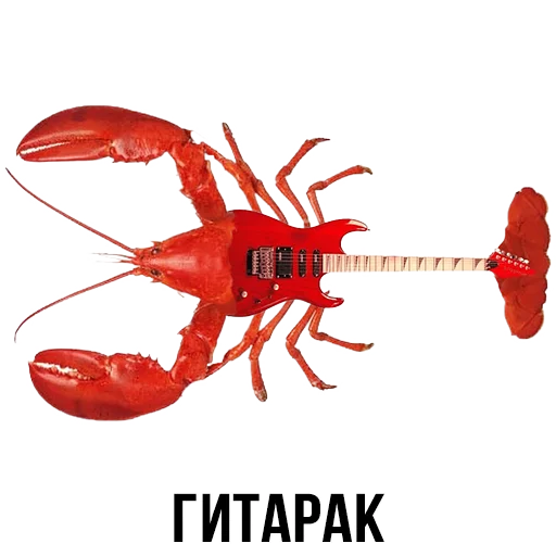 invertebrate invertebrate animal text