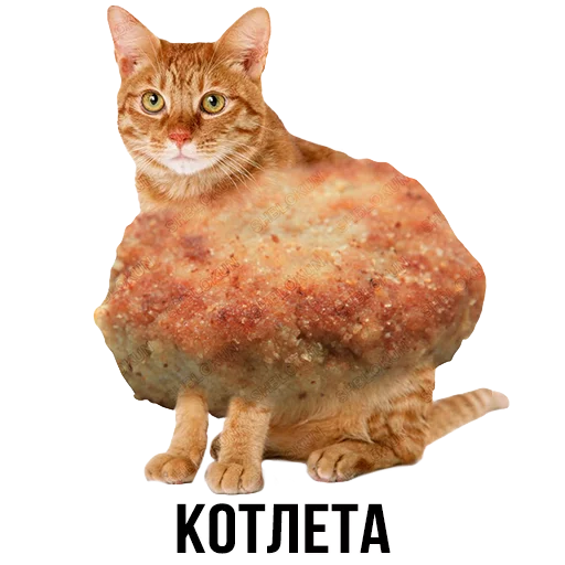 animal animal cat small to medium-sized cats