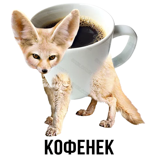mammal mammal animal fox