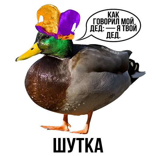 bird duck text