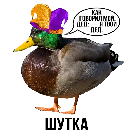 птица утка СМС