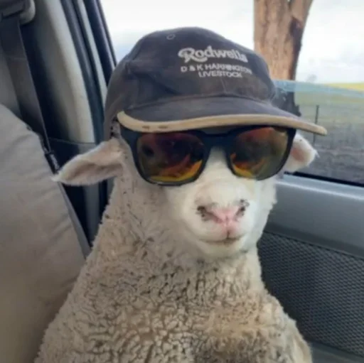 sheep🐑 sheep🐑 -