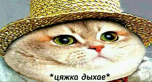кошки малого и среднего размера кошки малого и среднего размера кошка усы