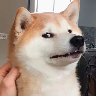 shiba inu stickerpack shiba inu stickerpack - animal