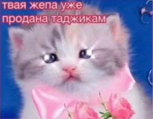 Шиза. Шиза. -