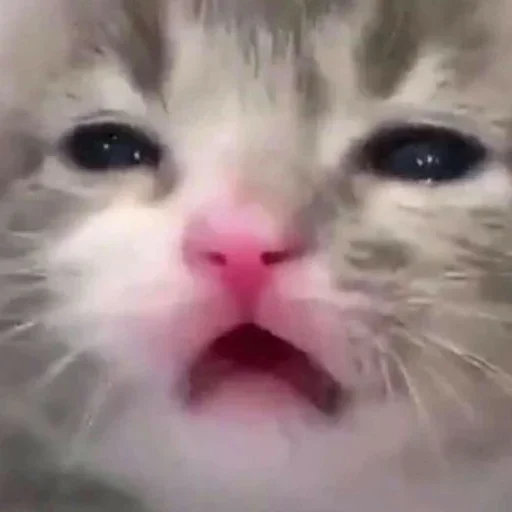 @shnstckrs shnstckrs1 @shnstckrs shnstckrs1 -