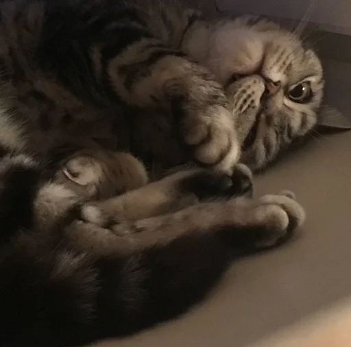 мэри королева :: @fStikBot мэри королева :: @fStikBot -