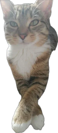 Шуркины коты Шуркины коты -