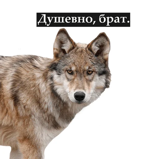 смысол жызни смысол жызни -
