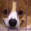 shwirPack shwirPack -