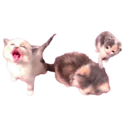 silly babies 🐈⬛ silly babies 🐈⬛ -