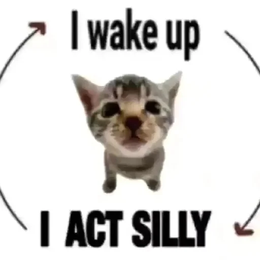 silly little cats!!! silly little cats!!! -