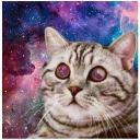 sceptical_cat sceptical_cat - животное