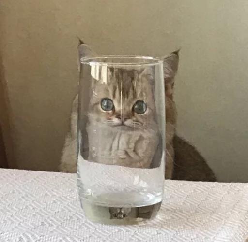 container glass cat