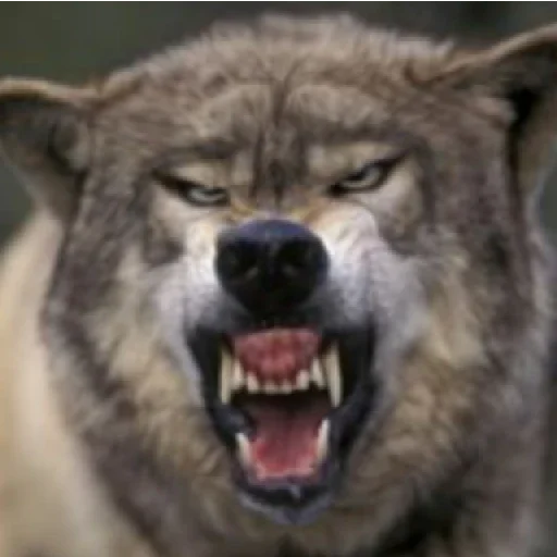 млекопитающее животное волк