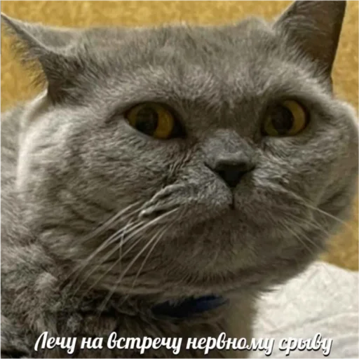 Young Masha memes Young Masha memes -