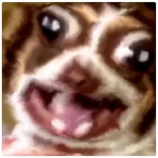 animal animal mammal fur