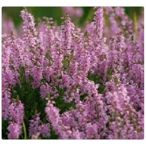 растение цветок пурпурный
