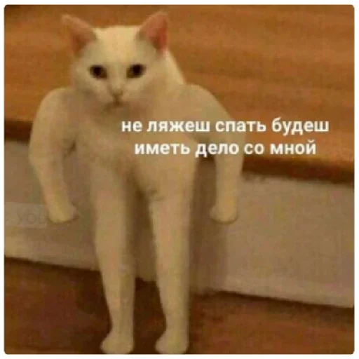 mammal mammal animal domestic cat