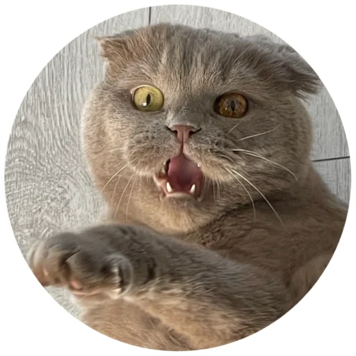 Sticker Митя - 8