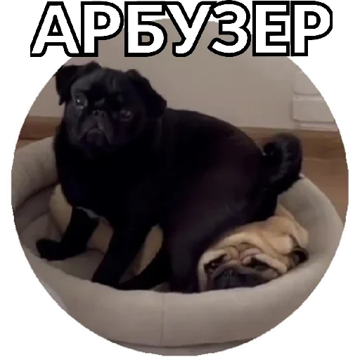 Sticker Pug Leonid - 11