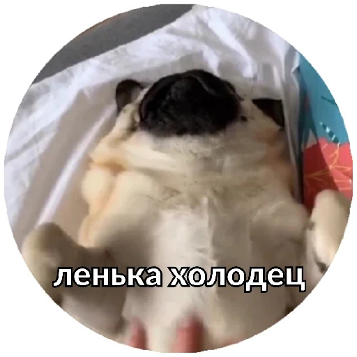 Sticker Pug Leonid - 10