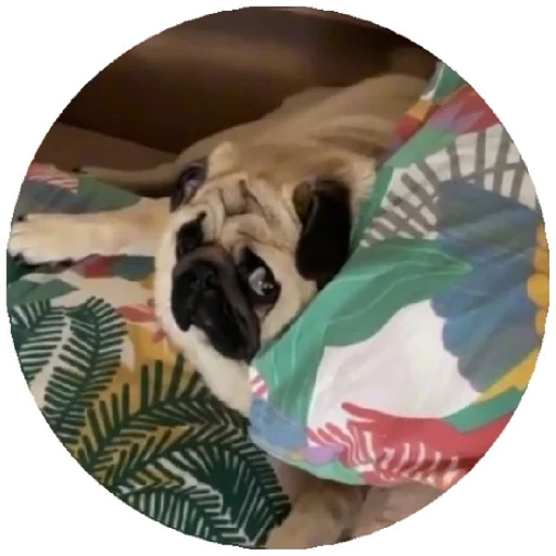 Sticker Pug Leonid - 9