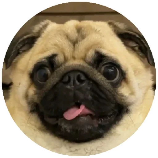 Pug Leonid Pug Leonid -