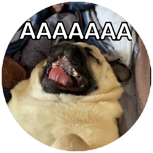 Sticker Pug Leonid - 2