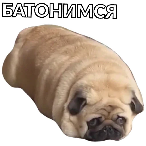 Sticker Pug Leonid - 0