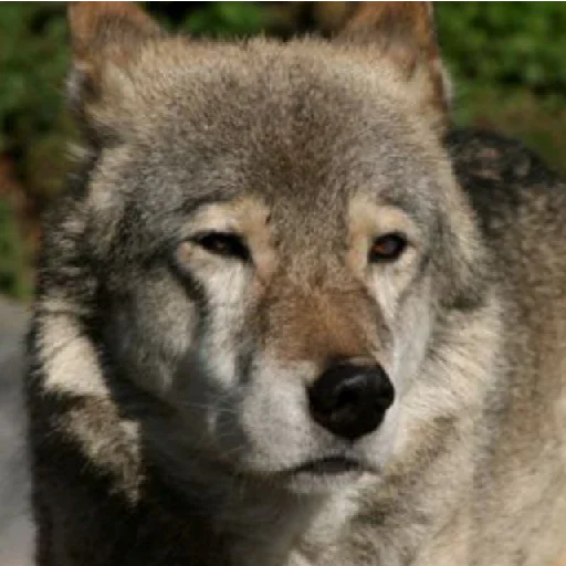wolves 2 wolves 2 -