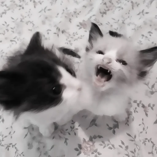 » 🤍 cats ! - @smstickerr » 🤍 cats ! - @smstickerr -
